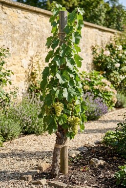 Vitis vinifera 'Fanny' Stok