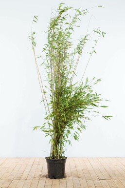 Bamboe Fargesia Nitida Haag 175-200 Kluit Bamboe / Fargesia Nitida 175-200 cm