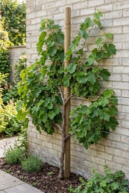Vitis vinifera 'Heike' Stok