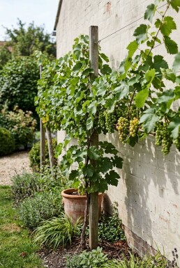 Vitis vinifera 'Heike' Stok
