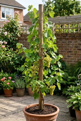 Vitis vinifera 'Himrod' Stok