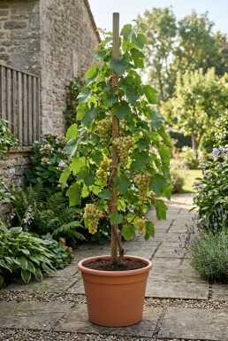 Vitis vinifera 'Himrod' Stok