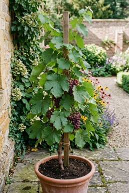 Vitis vinifera 'Katharina' Stok