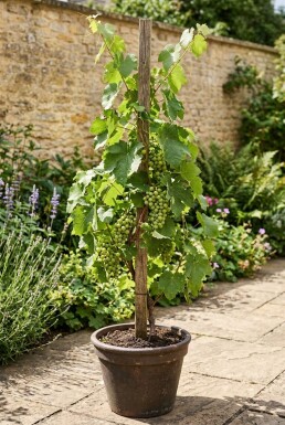 Vitis vinifera 'Katharina' Stok