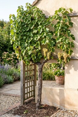 Vitis vinifera 'Lakemont' Stok