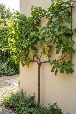 Vitis vinifera 'Lakemont' Stok