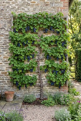 Vitis vinifera 'Monarch' Leiboom
