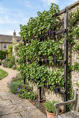 Vitis vinifera 'Monarch' Leiboom