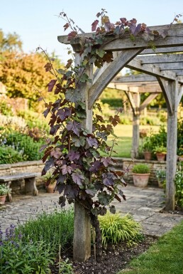 Vitis vinifera 'Purpurea' Stok