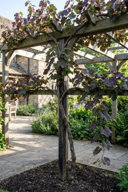 Vitis vinifera 'Purpurea' Stok
