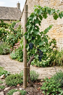 Vitis vinifera 'Regent' Stok