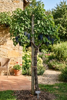 Vitis vinifera 'Regent' Stok