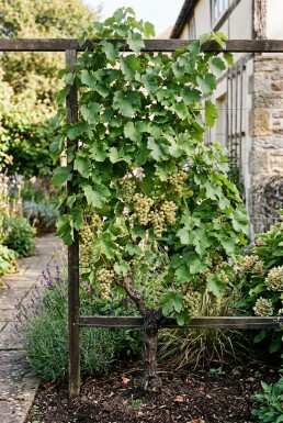 Vitis vinifera 'Solaris' Stok
