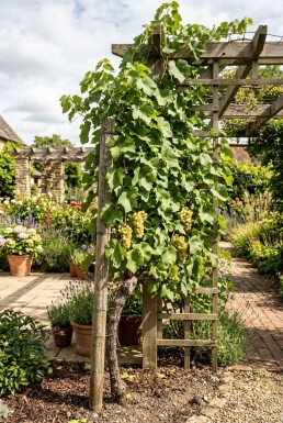 Vitis 'Vroege van der Laan' Stok