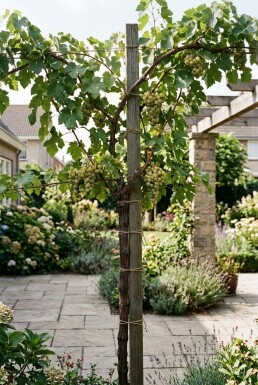Vitis 'Vroege van der Laan' Stok