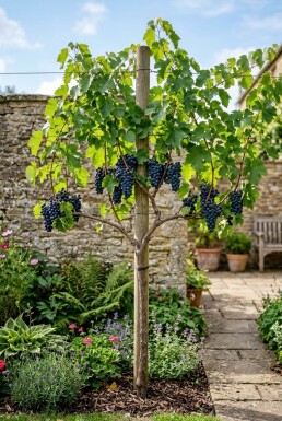 Vitis 'Zilga' Stok