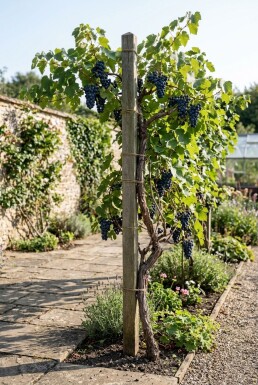 Vitis 'Zilga' Stok