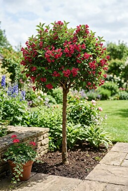 Weigela 'Bristol Ruby' Halfstam