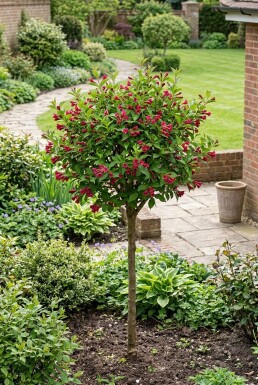 Weigela 'Bristol Ruby' Halfstam
