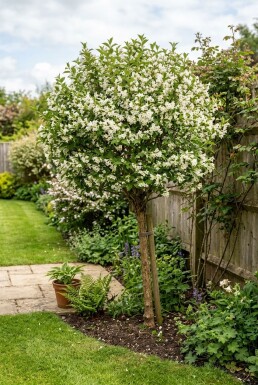 Weigela 'Bristol Snowflake' Halfstam