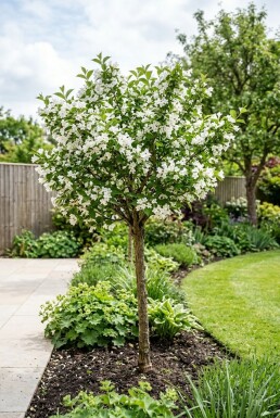 Weigela 'Bristol Snowflake' Halfstam
