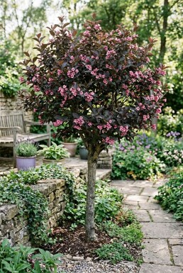 Weigela florida 'Alexandra' Halfstam
