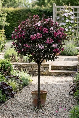 Weigela florida 'Alexandra' Halfstam