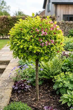 Weigela florida 'Lime Monster' Halfstam
