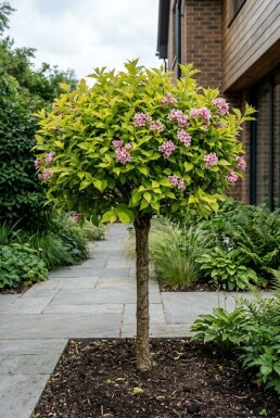 Weigela florida 'Lime Monster' Halfstam