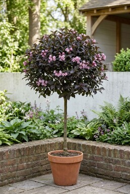 Weigela florida 'Minor Black' Halfstam