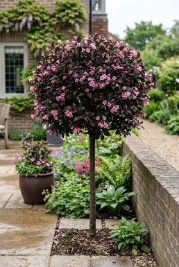 Weigela florida 'Minor Black' Halfstam