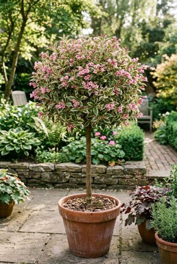 Weigela florida 'Monet' Halfstam