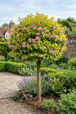 Weigela florida 'Sunny Princess' Halfstam