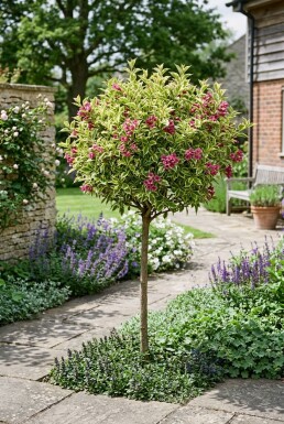 Weigela florida 'Sunny Princess' Halfstam