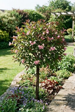 Weigela florida 'Wings of Fire' Halfstam