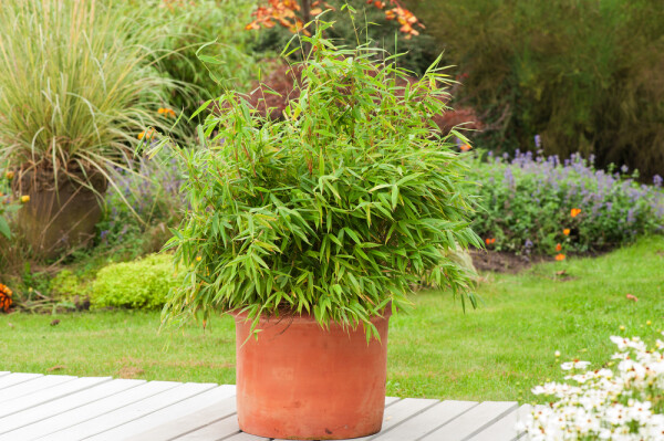 Bamboe Fargesia rufa Haag 60-80 Kluit Bamboe / Fargesia Rufa 60-80 cm