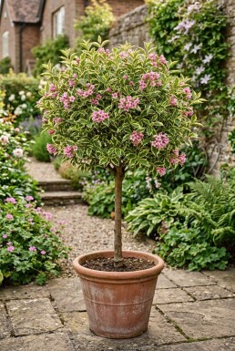 Weigela 'Magical Rainbow' Halfstam