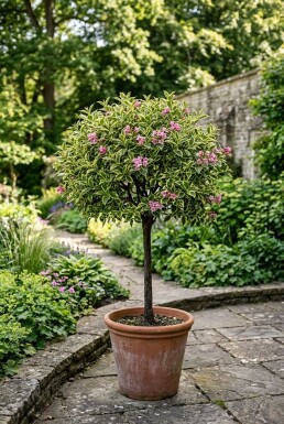 Weigela 'Magical Rainbow' Halfstam