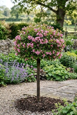 Weigela 'Minuet' Halfstam