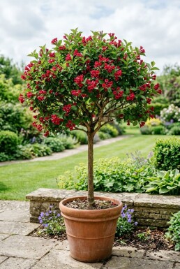Weigela 'Red Prince' Halfstam
