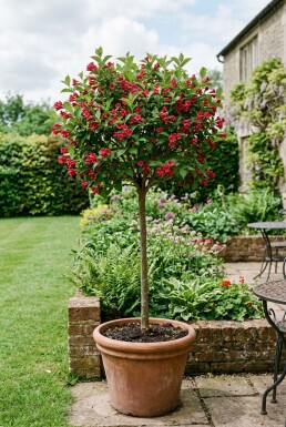 Weigela 'Red Prince' Halfstam