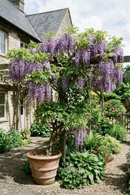 Wisteria formosa 'Issai' Halfstam
