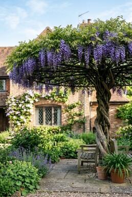 Wisteria brachybotrys 'Yokohama Fuji' Dakvorm