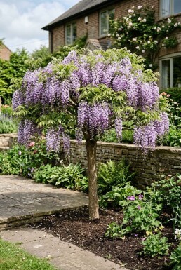 Wisteria brachybotrys 'Yokohama Fuji' Op stam