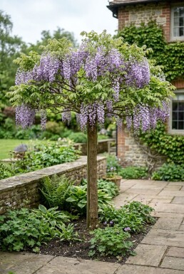 Wisteria brachybotrys 'Yokohama Fuji' Op stam