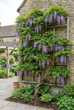 Wisteria brachybotrys 'Yokohama Fuji' Scherm