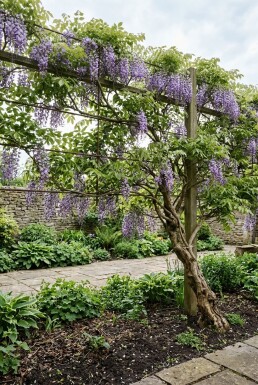 Wisteria brachybotrys 'Yokohama Fuji' Scherm