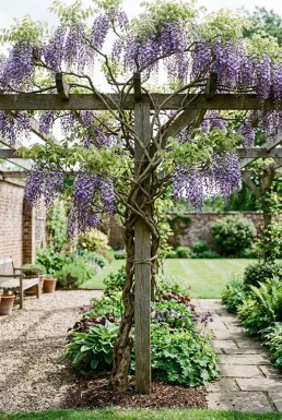 Wisteria floribunda 'Domino' Stok