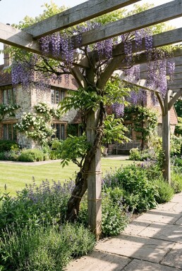 Wisteria floribunda 'Domino' Stok