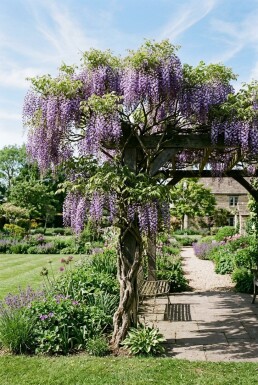 Wisteria floribunda 'Eranthema' Stok